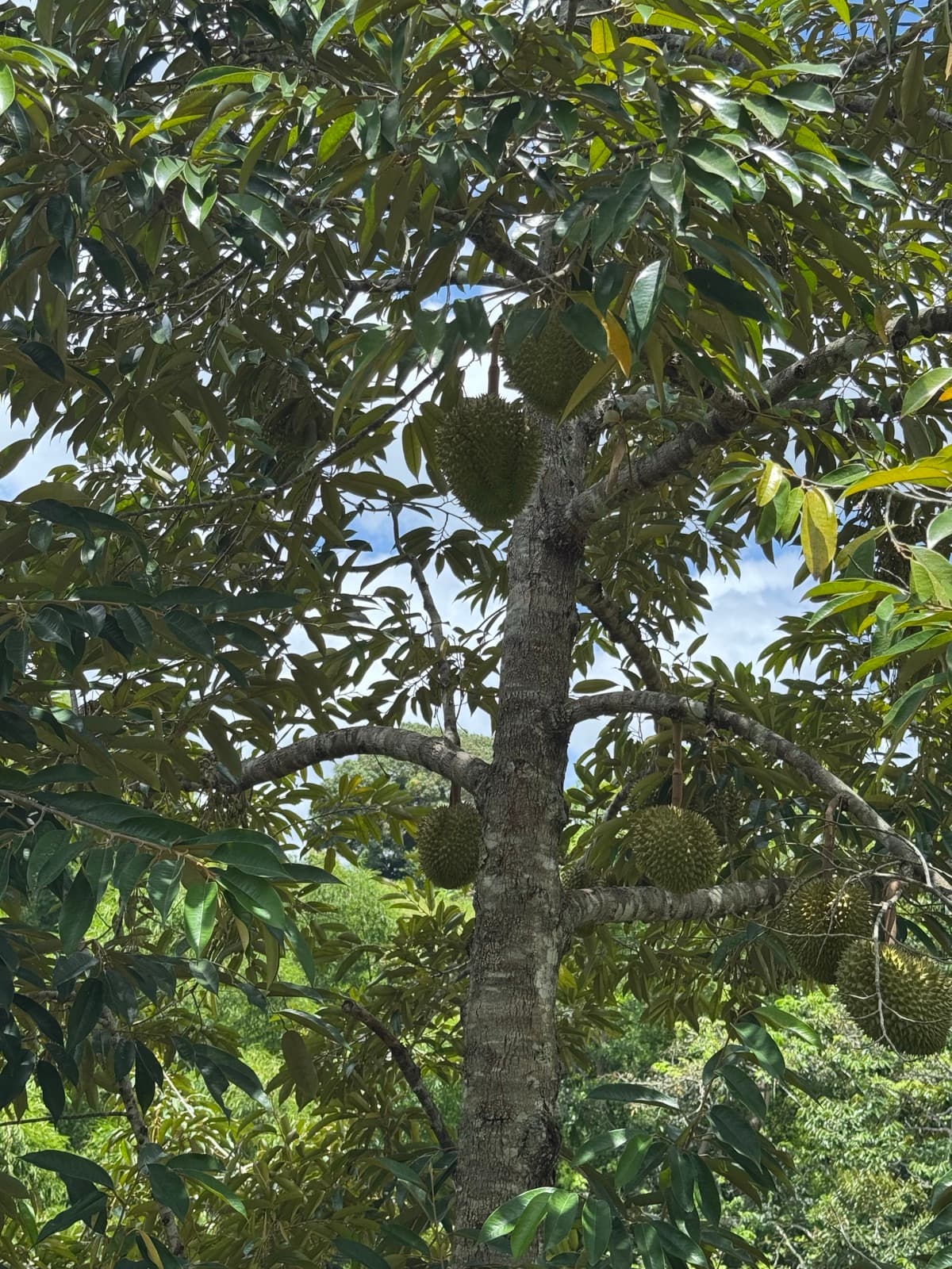 Looking up a durian trunk into the canopy, with six spiky fruit clustered along the branches