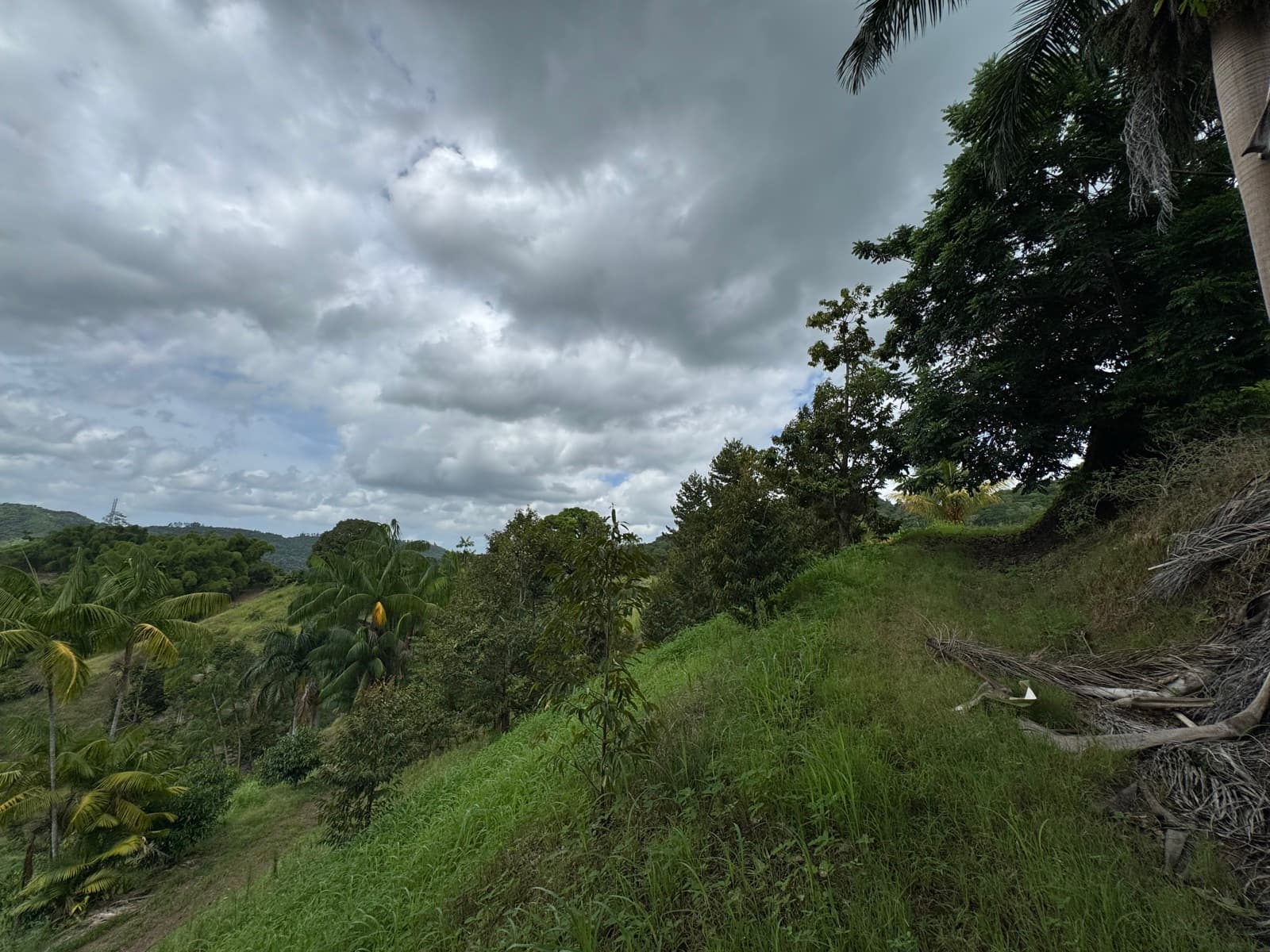 Grassy hillside with palms and fruit trees under a cloudy sky at Demo Orchard