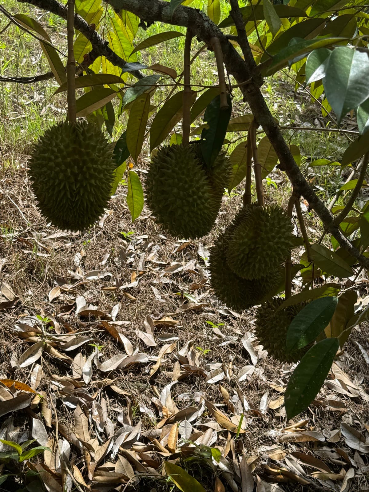 Four spiky durian fruit hanging from a low branch in dappled light