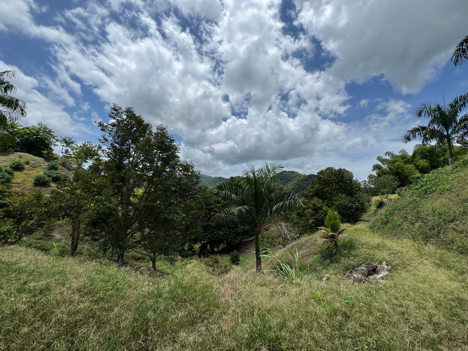 Open pasture rising into palms and mixed fruit trees under a bright tropical sky